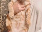 Котенок рыжик 4 месяца объявление продам