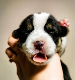 Щенки корги к Новому году