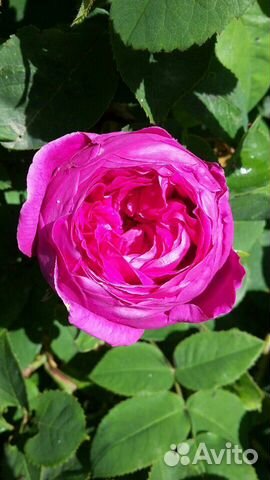 Варенье из лепестков чайной розы и другиеОтправляю