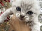 Котёнок-кошечка от Невской маскарадной
