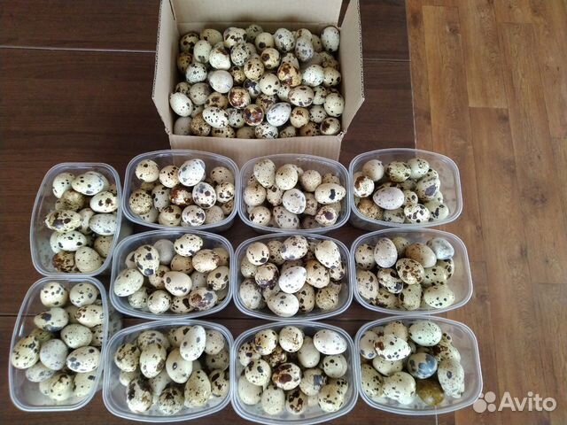 Яйца перепелиные столовые и инкубационные