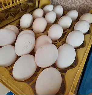 Прогрев яиц. Инкубация бройлерных яиц. Прогревание носа. Прогрев яиц. Прогревание носа.