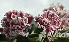 Сортовые фиалки