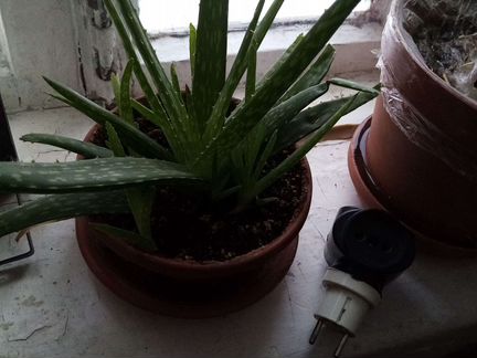 Комнатные цветы отдам