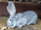 Кролик самец порода Ризен объявление продам