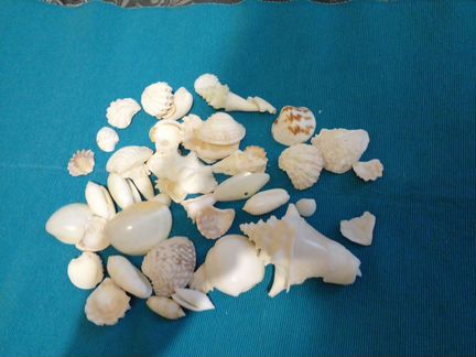 Ракушки с о. Куба, икебана пальмы, веер