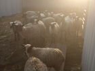 Овцы бараны ягнята романовские объявление продам