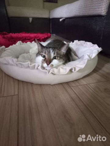 Лежаки для собак и кошек