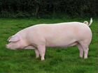Свиньи на разведение породы ландрас объявление продам