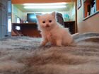 Котёнок породы Турецкая Ангора