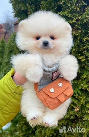 Очаровательный мальчик померанского шпица