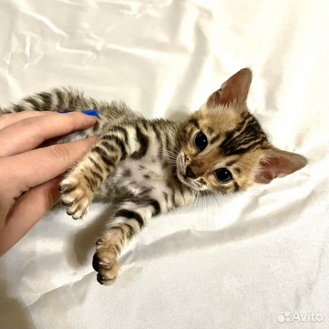 Сфинкс мальчик. Гуково кошки. Гуково кошки. Гуково кошки. Котята гуково авито.