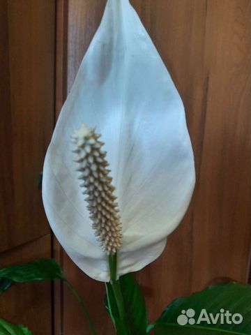 Спатифилум(женское счастье)