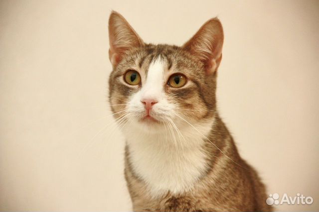 Мышка Малышка