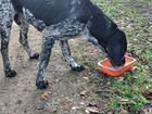 Найдена собака курцхар в селе Лесная Дача объявление продам