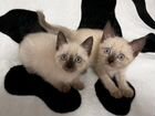 Тайские (сиамские) котята