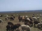 Овцы баран объявление продам