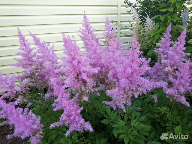 Астильба, бузульник, хоста и др