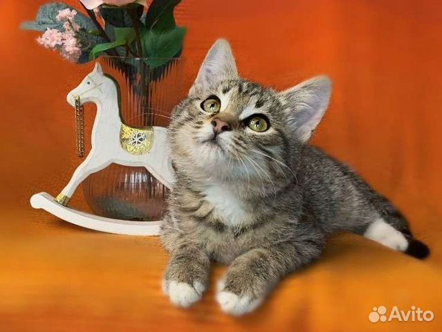 Котята, кошки, коты табби полосатики в добрые руки