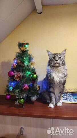 Мейн-кун вязка