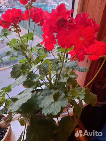 Герань пеларгония бесплатно