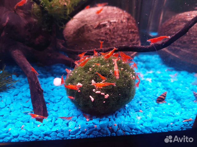 Tetra ASP100 и остальные аксессуары