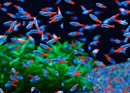 Неон голубой. Неон красный. Аквариум. Коряга