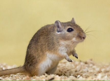 Монгольская (когтистая) песчанка