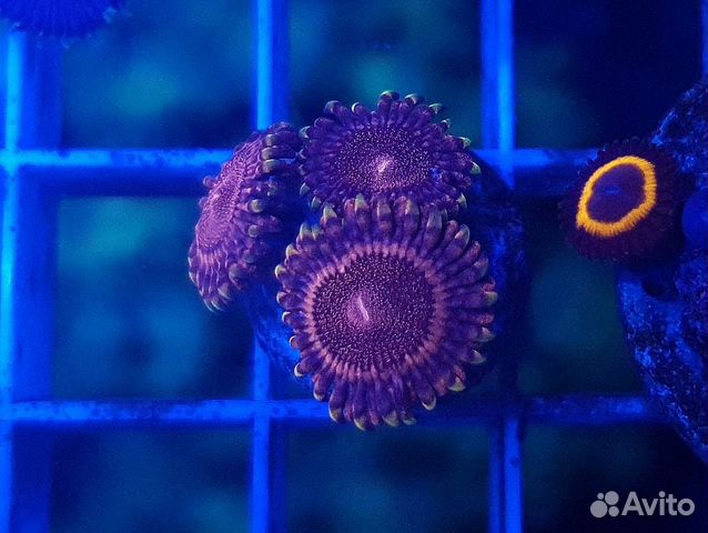 Скиммер, кораллы, хета, морской свет, живые камни