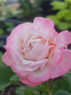 Пеларгонии сортовые