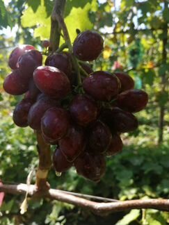 Саженцы винограда