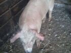 Свинья породы Мангал объявление продам