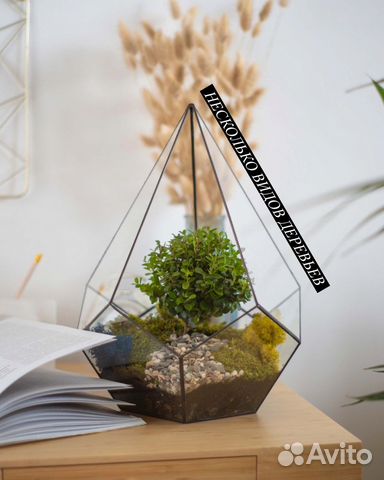 Флорариум с деревом бонсай