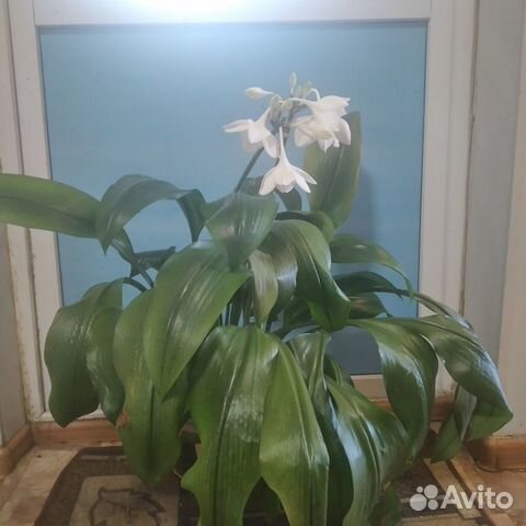 Эухарис амазонская лилия