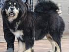 Тибетский Мастиф щенки объявление продам
