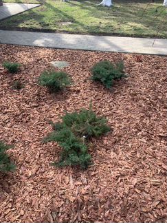 Кора сосны, лиственницы мульча