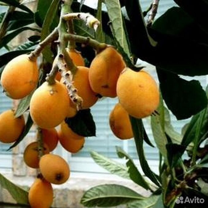 Росток мушмулы германской. Мушмула. Мушмула морозко. Мушмула росток. Мушмула фрукт косточки.