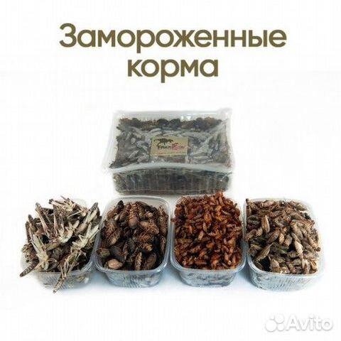 Корм для птиц, рептилий. Насекомые. Сверчек