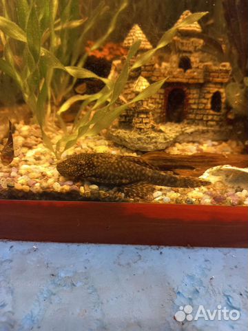 Сомики анцитрусы