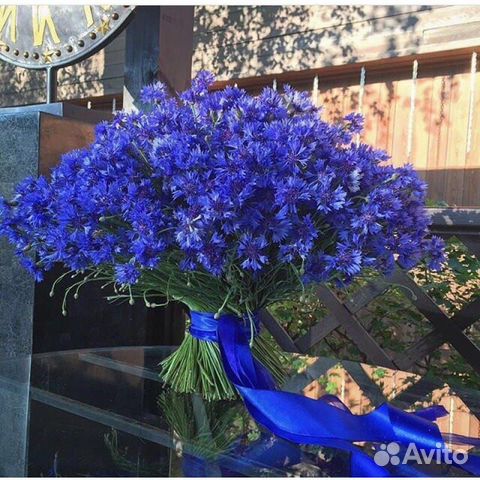 Букет васильков С доставкой
