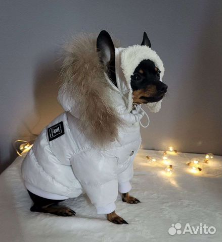 Одежда для собак