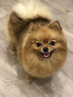 Стрижка йорков, шпицев