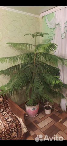 Араукария разнолистная