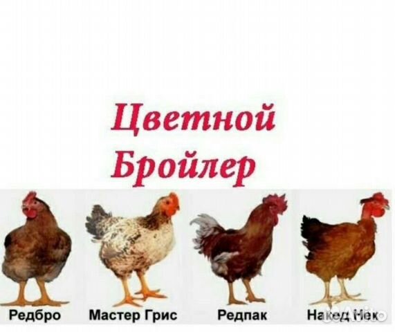 Породы кур бройлеров с фотографиями и названиями