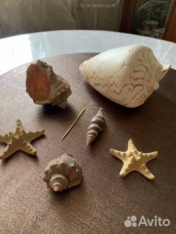 Морские раковины и звезды