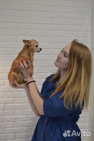 Стрижка животных