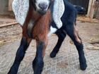 Чистокровные англо-нубийские козлы и козы
