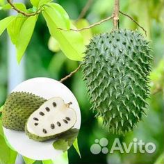 Экзотические растения. Гуанабана. Сметанное дерево