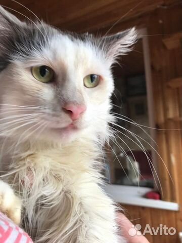 Кот Кузя в добрые руки