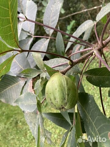 Орех Гикори, Кария овальная саженцы